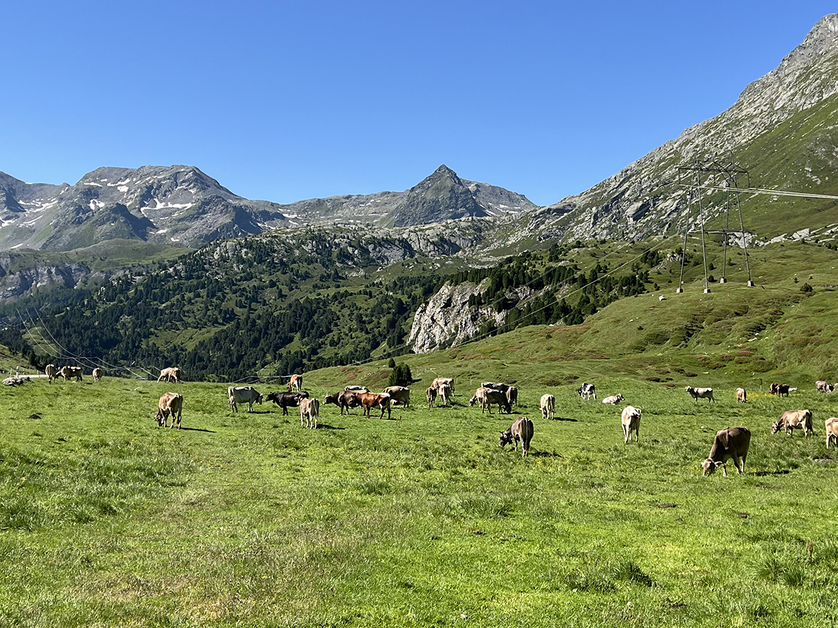 雄大なアルプスの風景